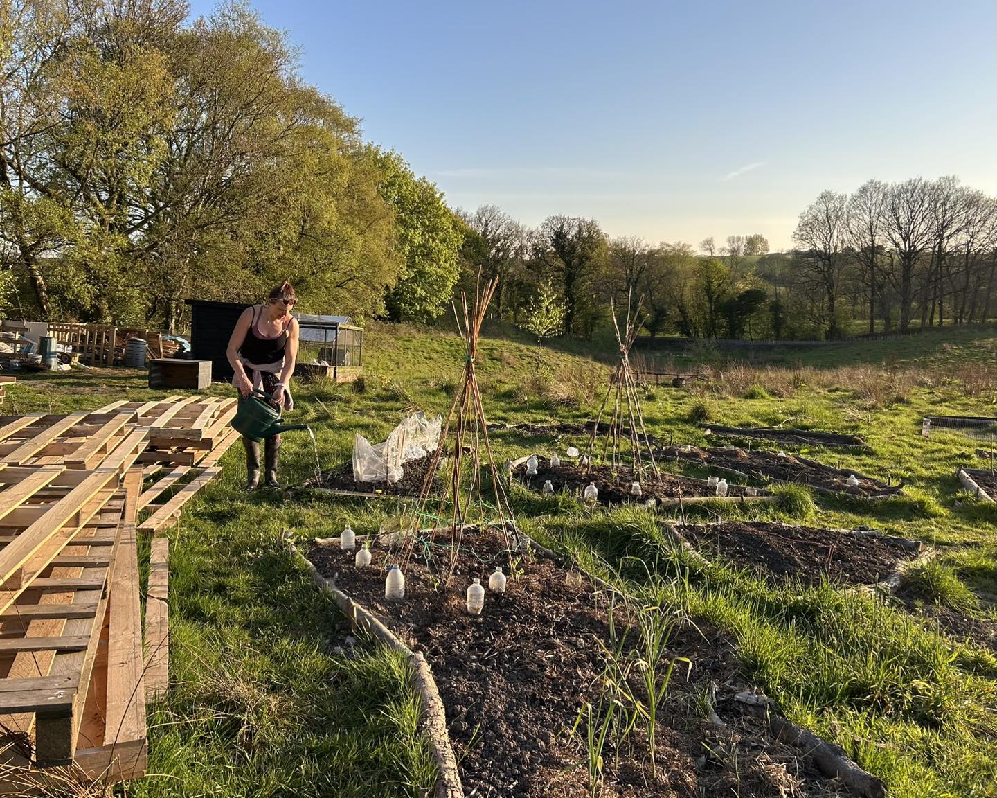 Veg beds2