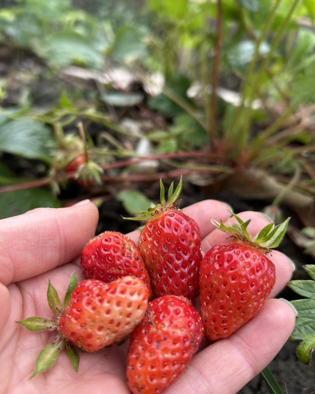 strawberries